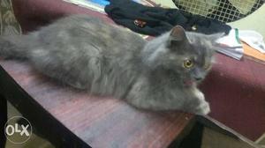 Semi punch gray colour female cat good condition fixed rate