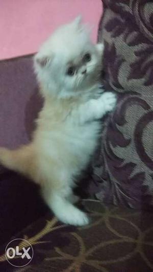 Semi punch male Persian kitten healthy and fussy