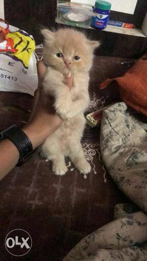 Semipunch face persian kitten