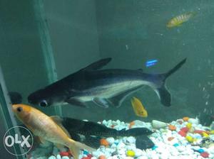 Shark for aquarium sale 600.