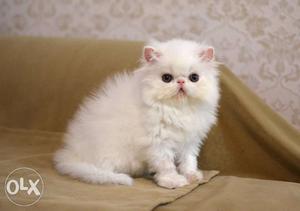 Smashy white persian cat and kitten cod avalible