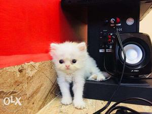 Snow White Active Persian Kitten Available On Fixed Price.
