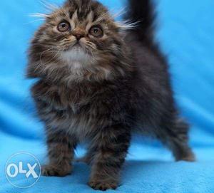 So cute active persian kitten for sale