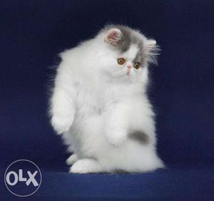 So cute doll face pure persian kitten avalible cod