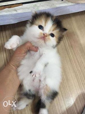 So cute persian kitten for sale cod avalible