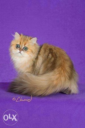 So cute persian kitten for sale in aligarh