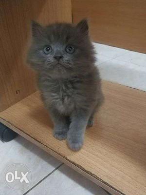 So cute persian kitten for sale in all india cod