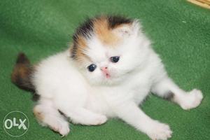 So cute persian kitten for sale in all ower india