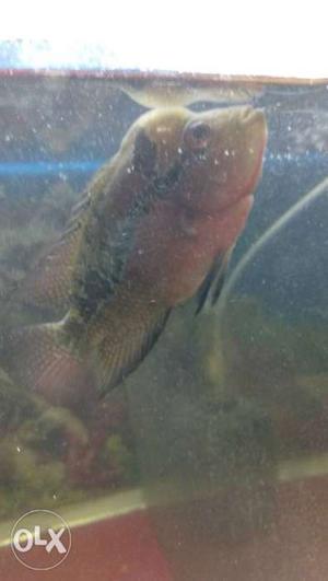 Srd head female flowerhorn fish