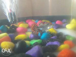 Tiger tail guppy's for sale