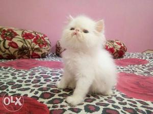 Top quality kitten's available for sell..price