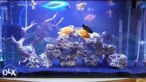 Total 8 fish for sale 2 yellow parot 2 red parot