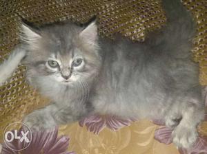 Triple coat Gray female kitten for sell