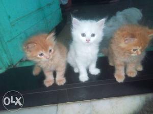 Two Orange And One White Kittens all three rs new born