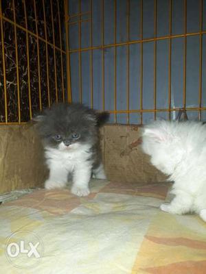 Two Short-furred White And Grey Kittens