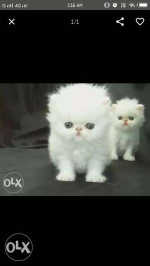 Two White Furred Kittens