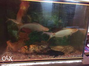 Two big size silver sharks for aquarium and two