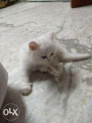 Very active and friendly semi punch Persian