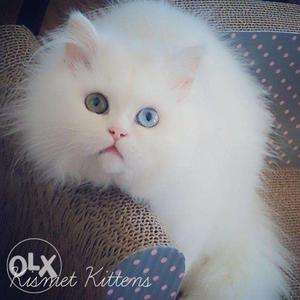Very active healthy persian kitten for sale cod