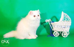 Very active persian kitten for sale in ludhiana cod