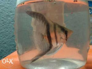 White And Black Striped Fish