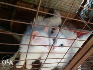 White Kittens blue eyes