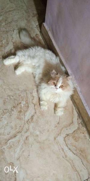 White N ginger colour punch face male cat for