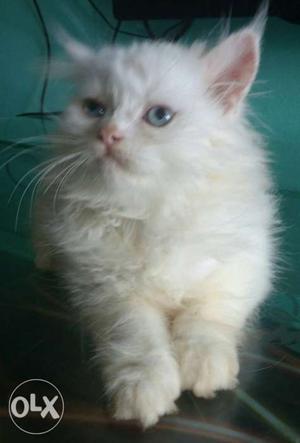 White Persian Cat