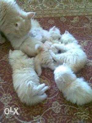 White Persian Kitten Litter