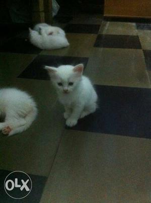 White Tabby Kitten