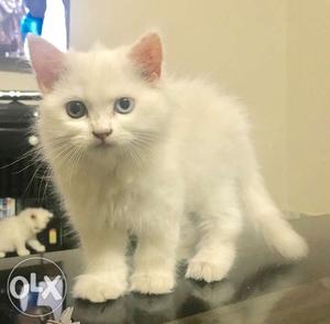 White duel eye coloured Persian Kitten 2 months