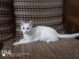 White female kitten for sale. She is a mix pearsian with