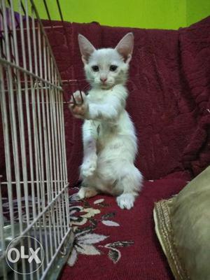 White n pink shaded parsian cat 29 day old...