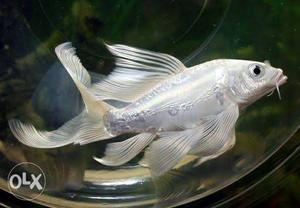Wholesale Rate 25rs piece 50rs pair white milky carp fish