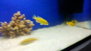 Yellow Chicleds Fish Only.100