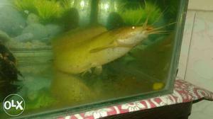Yellow cat Fish for sale