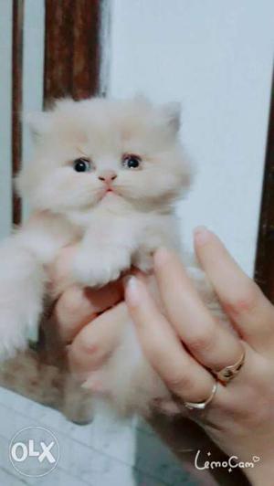 2 months old Persian cat light brown colour..