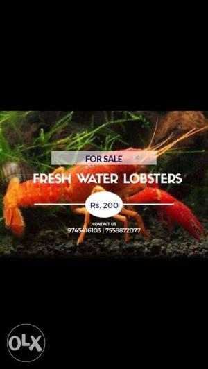 Fresh water lobsters