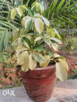 Yellow And Green Leafed Plant