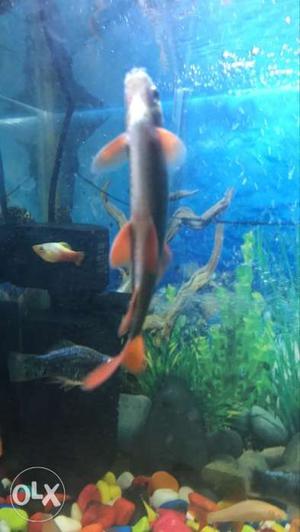 I want to sell 1 pair of rainbow shark 6-7 inches