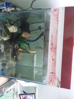 1.5 ft /1.5 ft fish tank.sell only fish tank.833