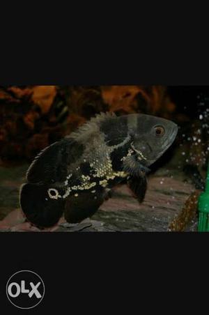 1 Oscar Fish