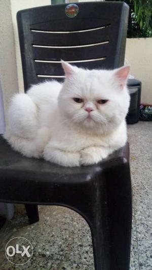 1 year Male Persian Cat (punch face)