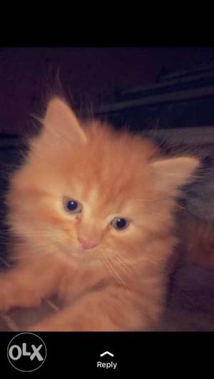 2months old female pure persian