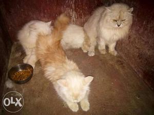 3 cats Orange Persian Cats