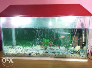 3 feet aquarium with food and water filter plants
