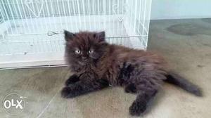 3 months aged semi punch MALE Persian cat for