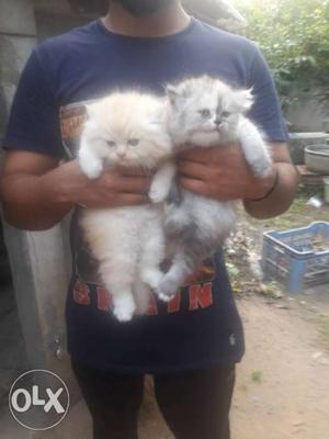 35 days old show quality male and female kitten
