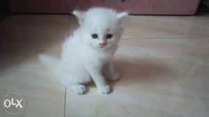 45 days doll face Persian cat male n female both