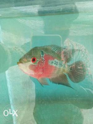 4inch SRD female flowerhorn with good quality and